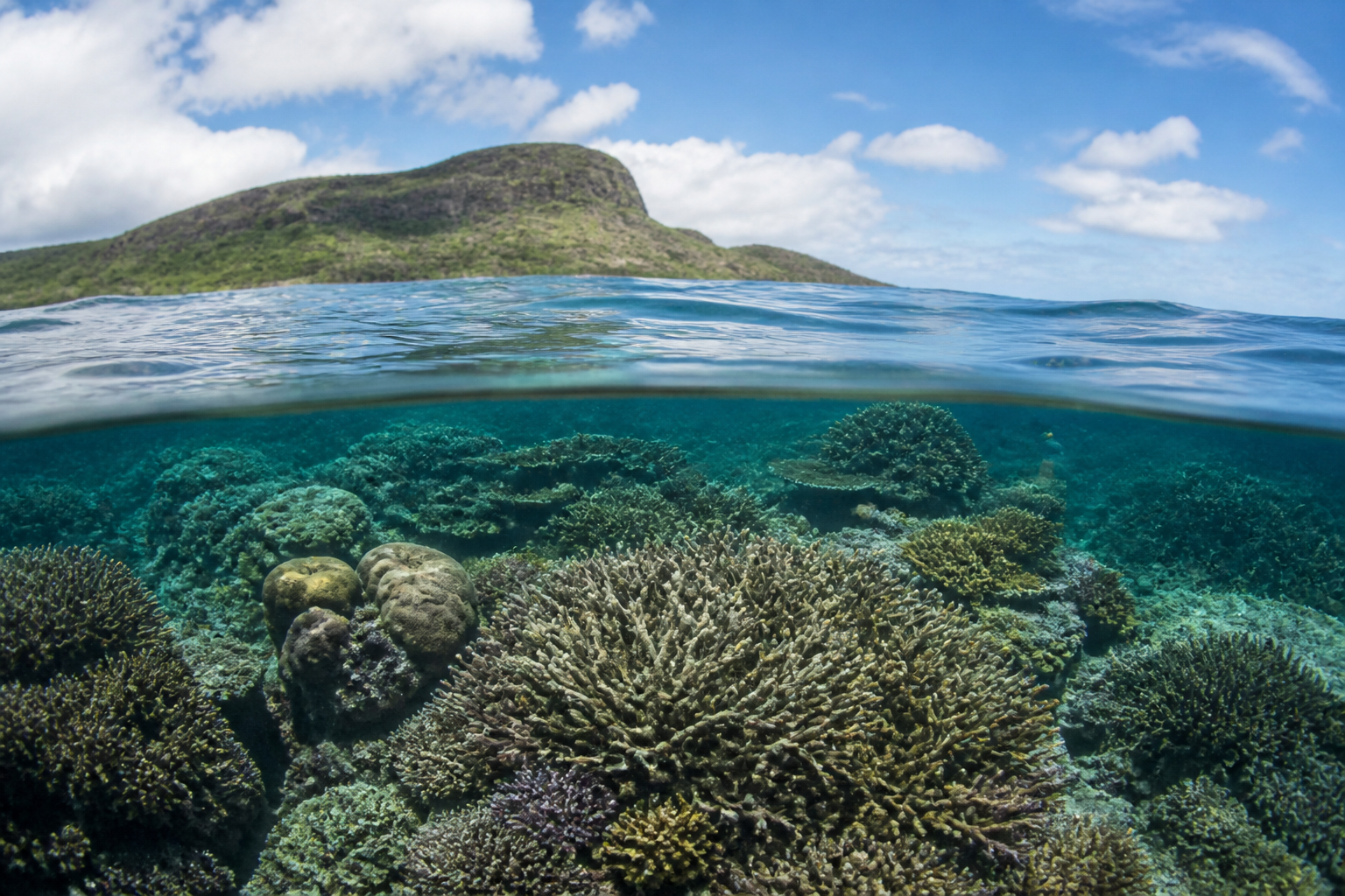 Coral Reefs Show Signs of Recovery in Protected Zones